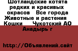 Шотландские котята редких и красивых  окрасов - Все города Животные и растения » Кошки   . Чукотский АО,Анадырь г.